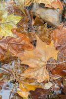 Water Flows Over Leaves that have Fallen in a Stream photo