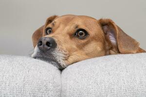 Hound Puppy Pears Over a Couch Waiting to go For a walk photo