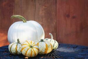 White Pumpkin and Gourds on a Metal Table Outside of a Barn photo