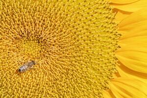 Closeup of a Bright Yellow Sunflower with a Honeybee photo