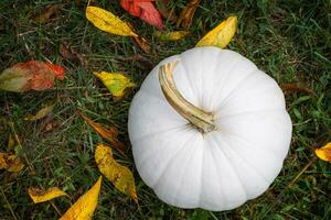 Looking Down on a White Pumpkin in the Grass With Colorful Leaves photo