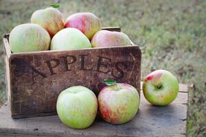 Fresco cosechado miel crujiente manzanas en un caja foto