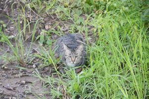 the cat is sitting in the green grass. photo