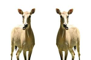 deer in the zoo on a white background photo