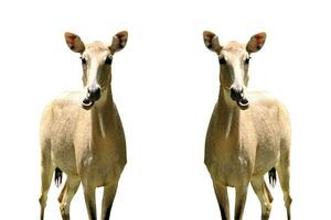 deer in the zoo on a white background photo