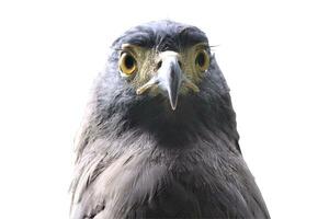 eagle in the zoo on a white background photo