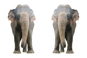 elephant in the zoo with animal theme photo