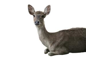 deer in the zoo on a white background photo