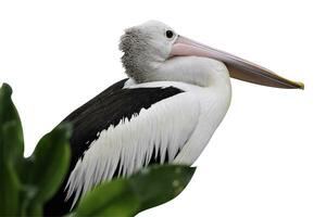 pelicans on a white background photo