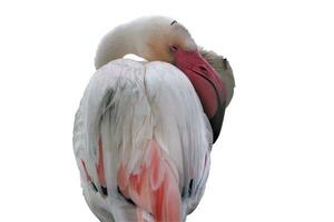 flamingo bird on white background photo