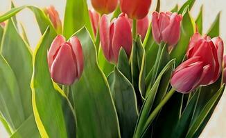 Valentine day background.Scarlet tulips on white background photo