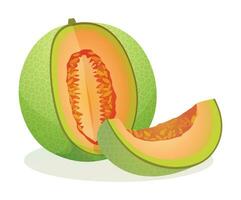 Whole and sliced of melon. Fruit vector illustration isolated on white background