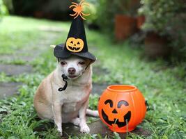 perro chihuahua de pelo corto con sombrero de bruja de halloween decorado con cara de calabaza y araña, sentado en baldosas de cemento en el jardín con cesta de calabaza de halloween de plástico. foto