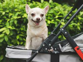 brown short hair chihuahua dog standing in pet stroller in the garden. Smiling happily. photo