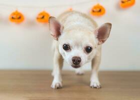 brown short hair chihuahua dog standing on wooden floor with halloween pumpkin decoration on white wall background. looking at camera. photo