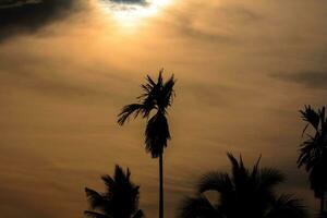 sun is rising-and-set in the morning-evening and the trees are shadowed black - orange sky and clouds. Warm, romantic and gloriously beautiful, it looks warm and travelling. photo