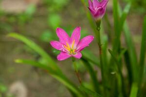 Earth Lilies- Blooming beautifully in the rainy season, plant and decorate your garden to look natural and romantic. photo