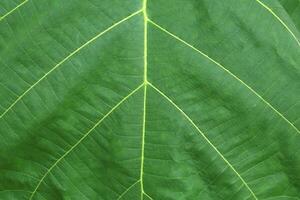 A close-up of a large green teak tree leaf and a beautiful natural pattern can be seen as a sap duct, and the natural synthesis of sunlight is a pattern created by nature in a close-up. photo
