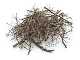 dry branches of tree on white background photo