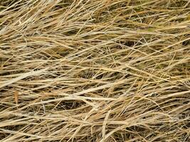 background of dried grass texture photo