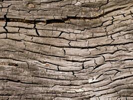 wood background texture, old wooden surface photo