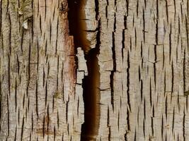 wood background texture, old wooden surface photo