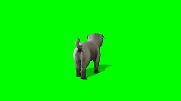 hond chroma sleutel, terug visie van hond wandelen groen scherm animatie video