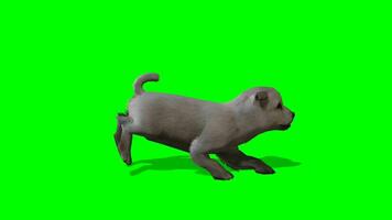 hond chroma sleutel, kant visie van hond rennen groen scherm animatie video