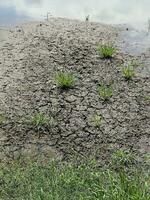 water surface with dry grass and dry leaves photo