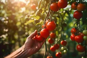 Close up of farmer male hands picking red cherry tomatoes. Organic food, harvesting and farming concept. Generated AI. photo