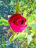 Close up of red rose on branch with green leaves in the summer garden. photo