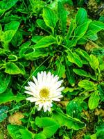 Beautiful Photography of White Gerbera Flower photo