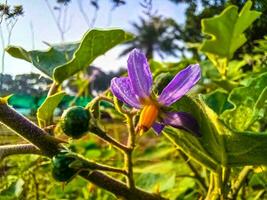 Brinjal flower. It looks very beautiful and violet in color. This flower is called Bagun flower in native language. photo