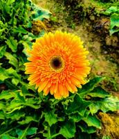 hermosa amarillo gerbera flor en un jardín foto