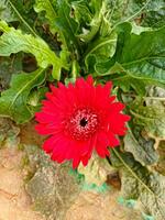 Beautiful red gerbera flower close up short. The genus of plants is the Asteraceae family, daisy family. photo