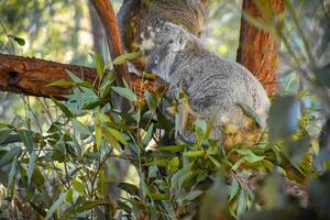 Cute koala on the tree The background is a forest of trees,Soft sunlight. photo