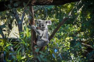 Cute koala on the tree The background is a forest of trees,Soft sunlight. photo