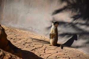 suricata en pie en un rocoso antecedentes y luz de sol con sombras, en el zoo en Australia, Mañana ligero. foto