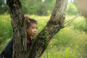 Boy climbing a tree and peeking feeling wonder, Asian young boy with tree,child hugging tree,concept education and environment, love world and natural, natural and sky sunset background,relax. photo