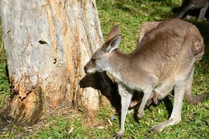 Kangaroo with cub in marsupial, tree background and green grass, sunlight shines. photo