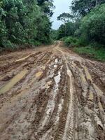 muddy road with bike trail in borneo jungle photo