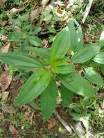 Melastoma malabathricum leaves between weeds photo
