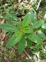 melastoma malabathricum hojas Entre malas hierbas foto