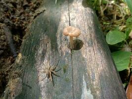 a spider with mushroom on the dead wood photo