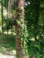 parasite leaves hanging on the trunk photo