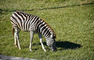 Zebra eating grass on green grass background with Evening sunlight in the zoo garden. photo