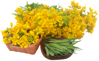 Closeup of mustard flowers with beans png