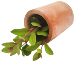 vert henné feuilles png