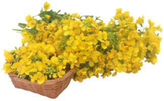 Closeup of mustard flower png