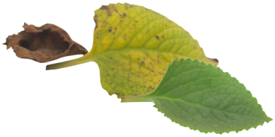 Oregano leaves isolated png